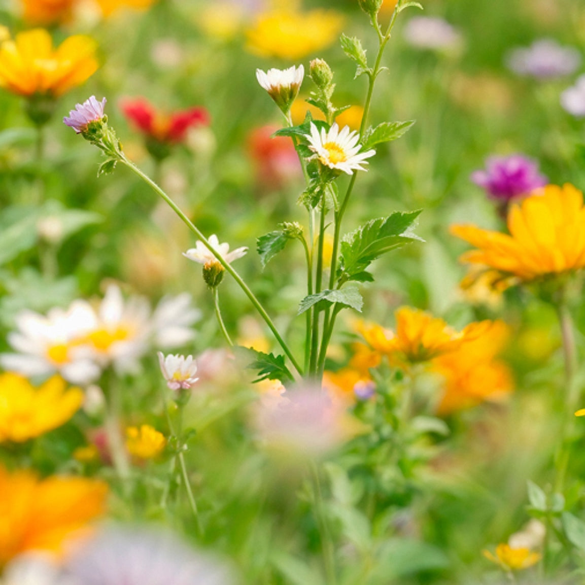 beautiful wildflowers promoting kibbles wildflower mix seeds from the book kibble the monarch caterpillar afraid to get wings that are free and help pollinator habitat children can share their garden with west creek media for fun prizes  